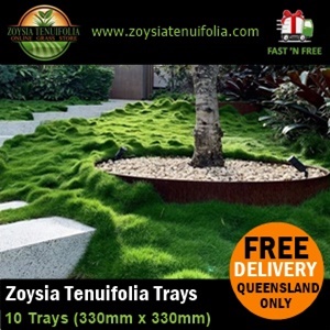 Zoysia Tenuifolia