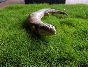 Blue Tongue Lizard Zoysia