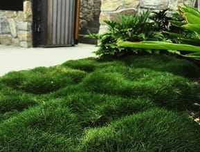 Zoysia In Courtyard