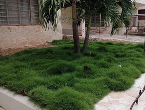 Palm Garden Zoysia