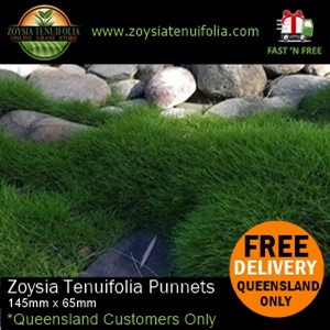 Zoysia Punnets