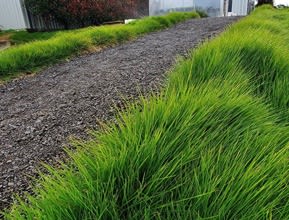 Zoysia Stone Path