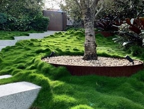 Zoysia Surrounding A Tree